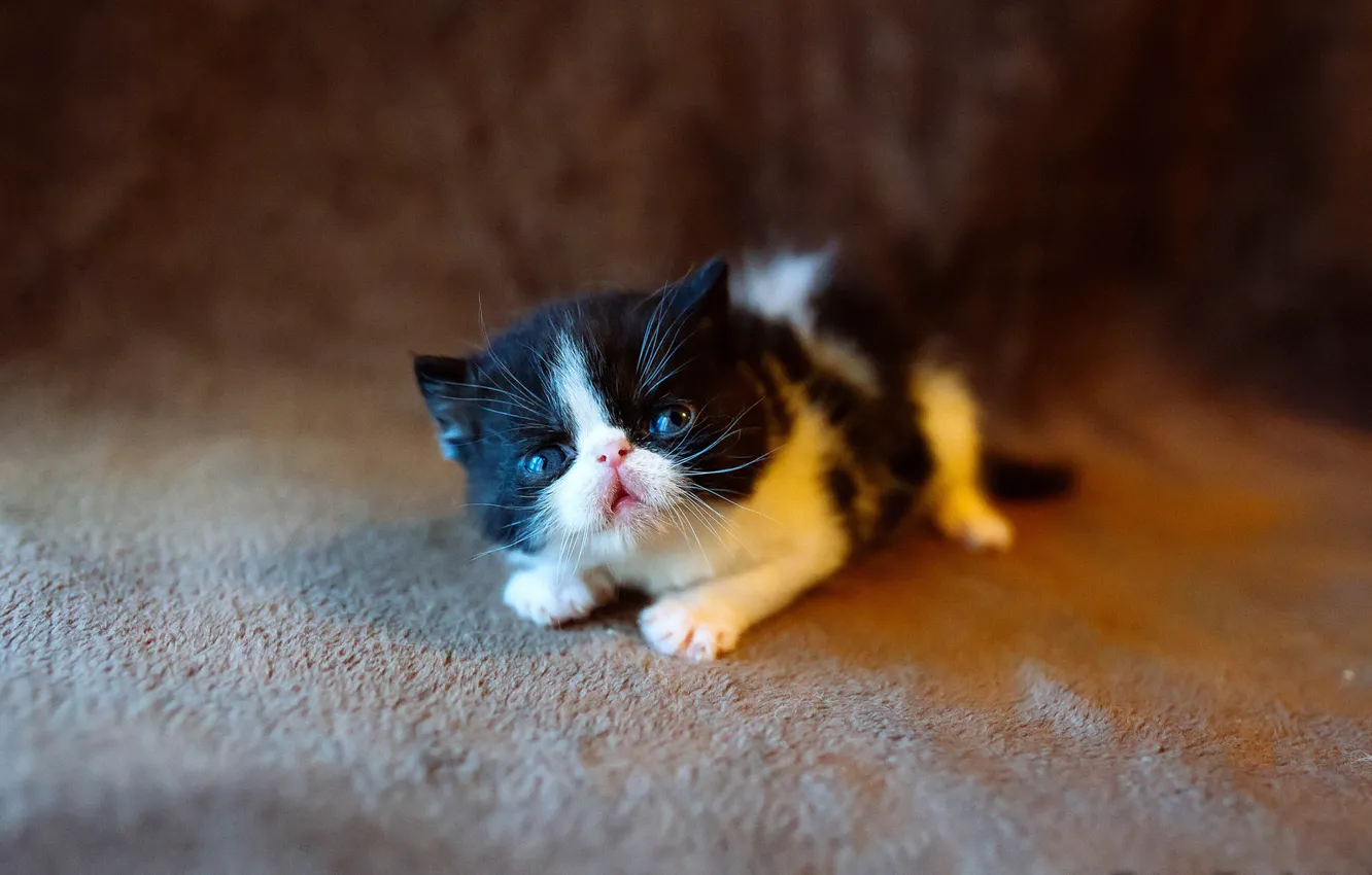 Photo wallpaper cat, cat, the dark background, small, baby, muzzle, floor, lies