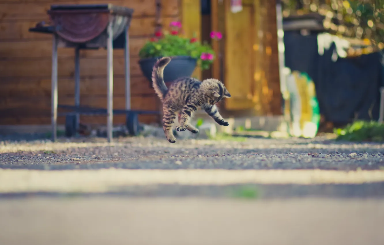 Photo wallpaper kitty, background, jump