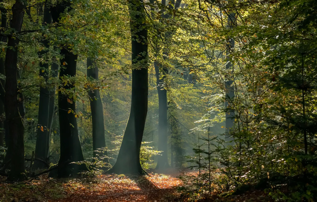 Photo wallpaper forest, trees, nature