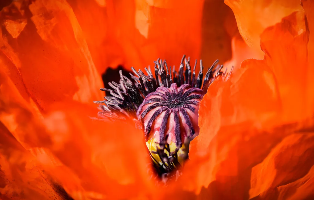 Photo wallpaper macro, red, Mac