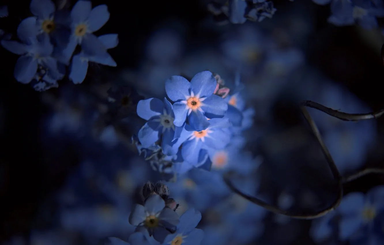 Photo wallpaper blur, forget-me-nots, in the dark
