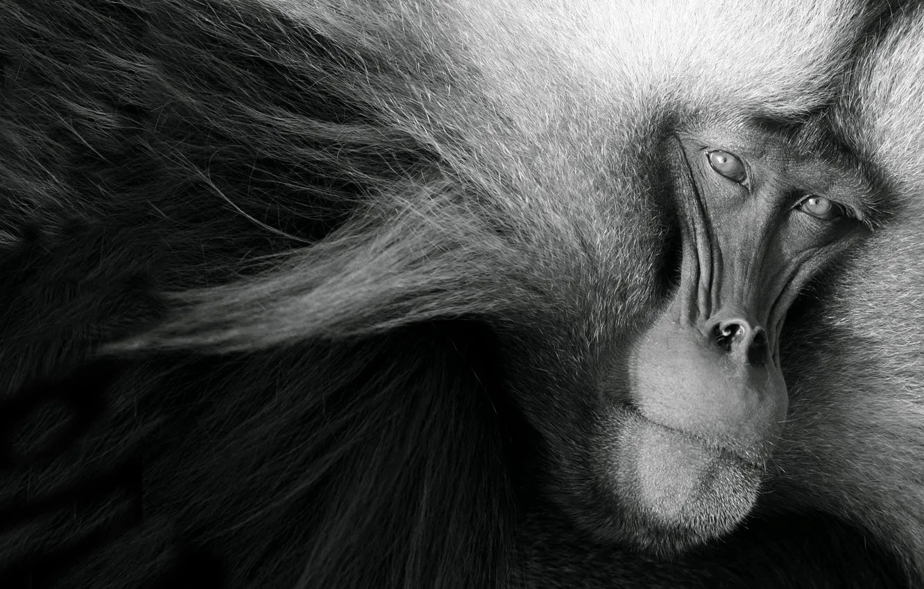 Photo wallpaper LOOK, WOOL, FACE, MONKEY, Black and WHITE, HEAD