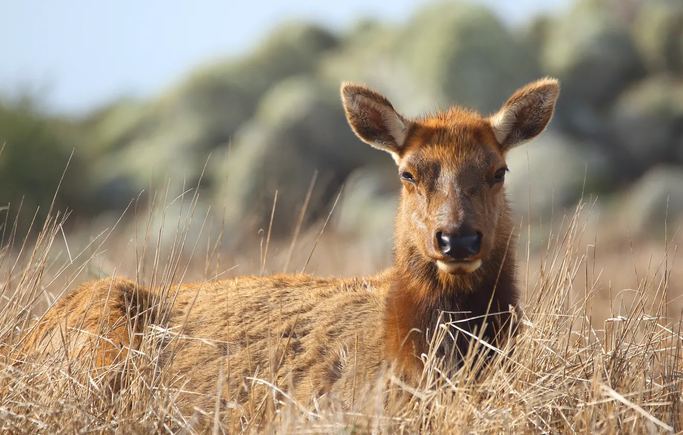 Photo wallpaper grass, look, nature, portrait, deer, female, DOE