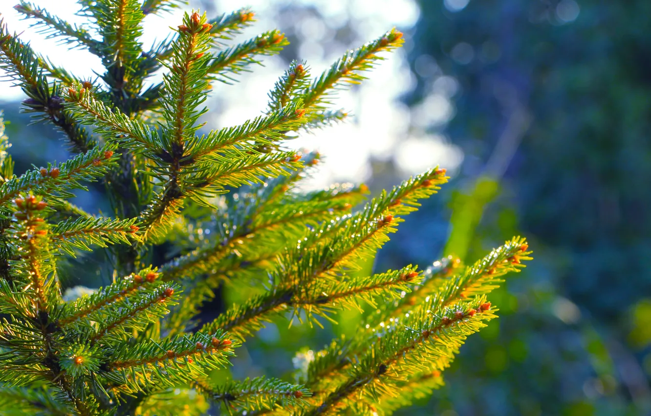 Photo wallpaper forest, tree, pine, spruce, twig