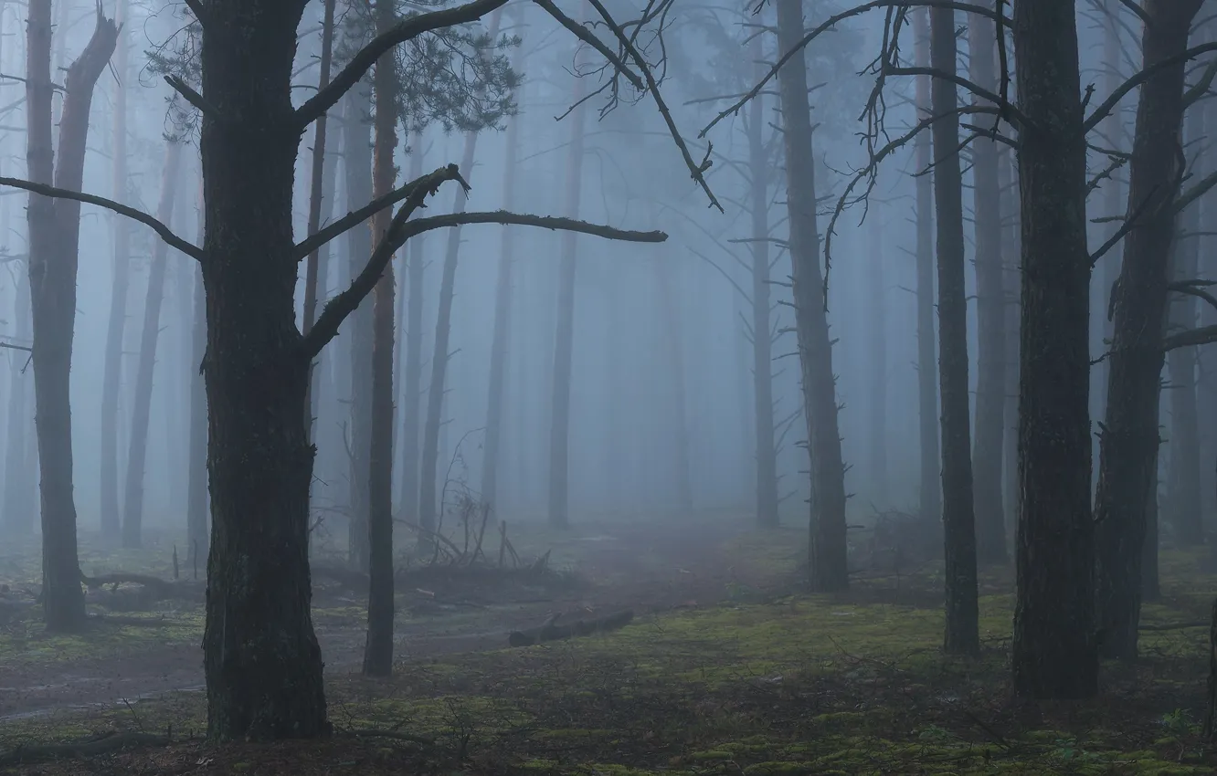 Photo wallpaper forest, trees, nature, fog, path
