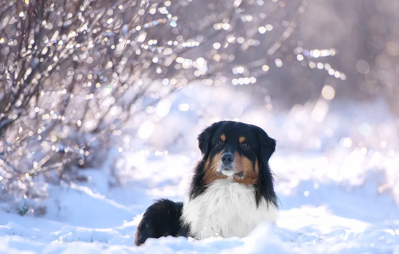Photo wallpaper winter, snow, branches, nature, animal, dog, the bushes, dog