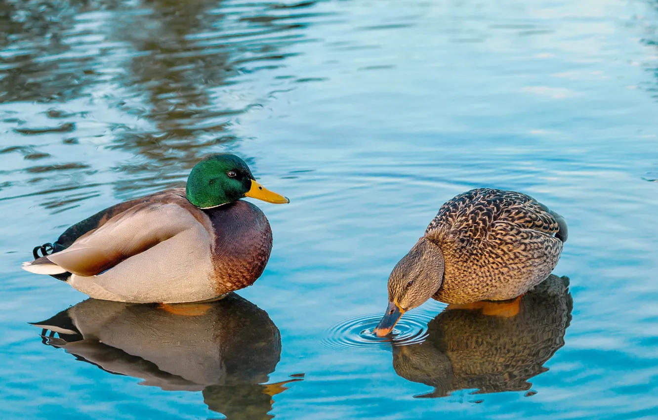Photo wallpaper water, birds, duck, pair, duck, pond, blue background, Drake