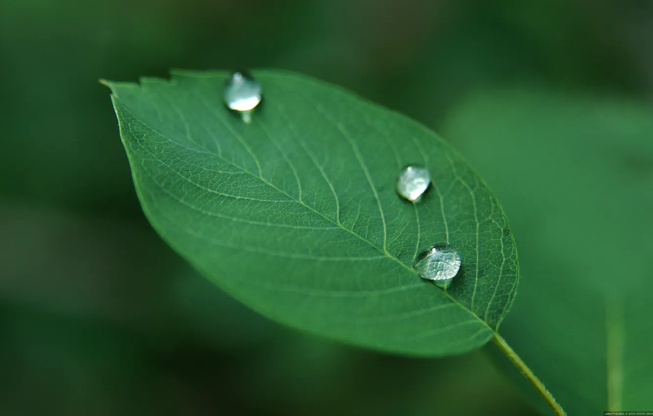 Photo wallpaper drops, green, plant, leaf