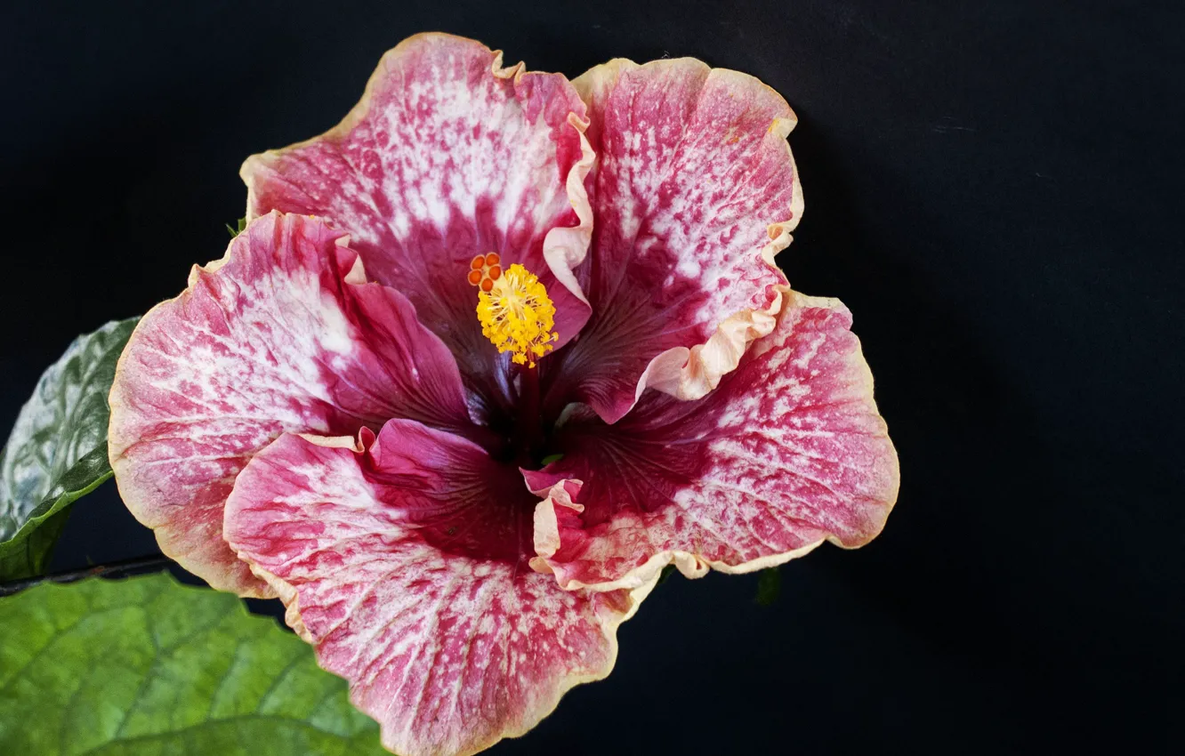 Photo wallpaper macro, pink, hibiscus