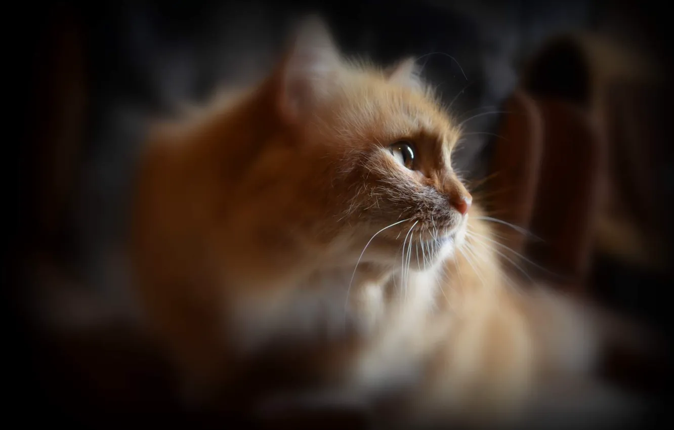 Photo wallpaper eyes, mustache, look, wool, ryzhyi, wu Veronika Andre