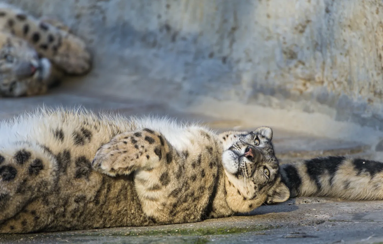 Photo wallpaper cat, tail, IRBIS, snow leopard, ©Tambako The Jaguar