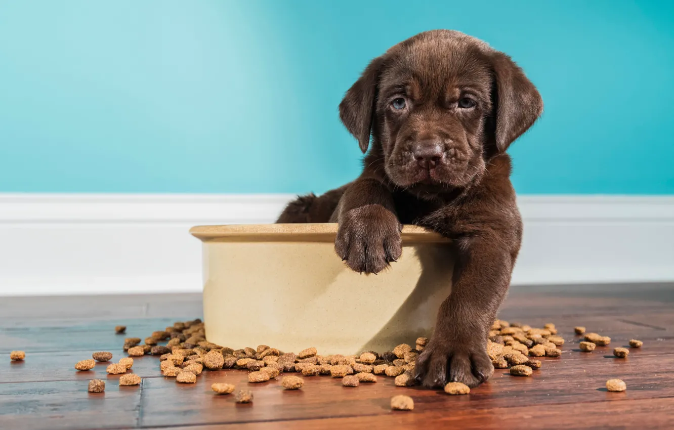 Photo wallpaper dog, puppy, Labrador, food, Retriever, basin