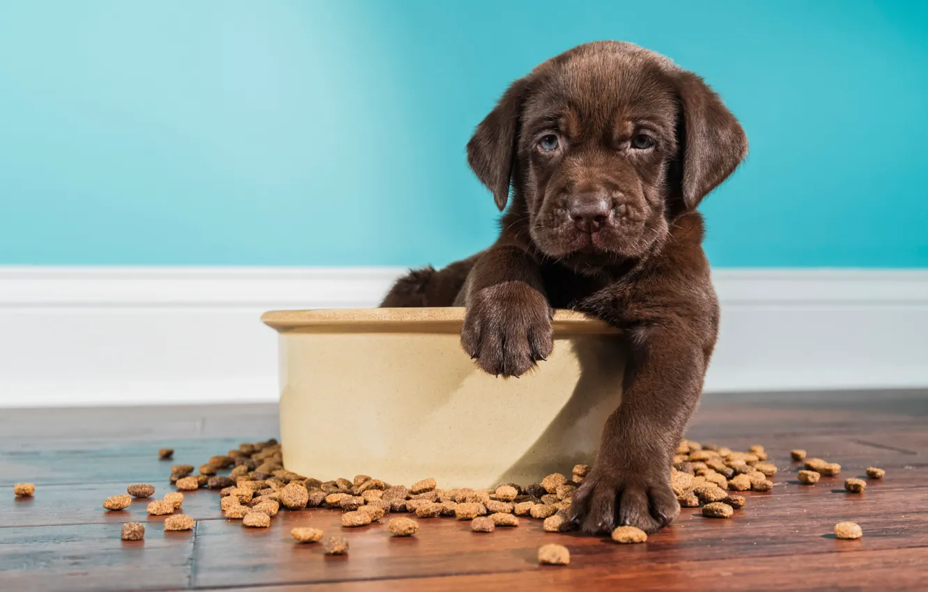 Photo wallpaper dog, puppy, Labrador, Retriever, feed, basin
