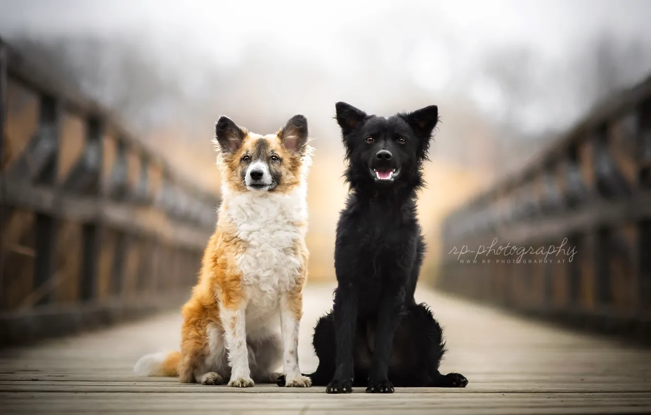 Photo wallpaper dogs, bridge, friends