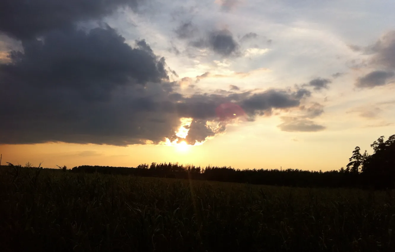 Photo wallpaper field, the sky, the sun, clouds
