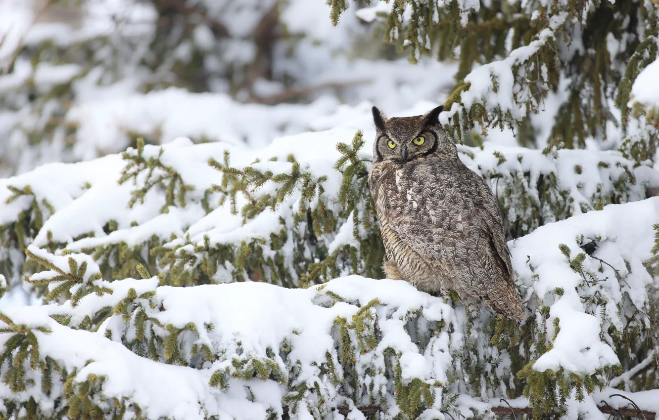 Photo wallpaper winter, forest, look, snow, trees, branches, owl, bird