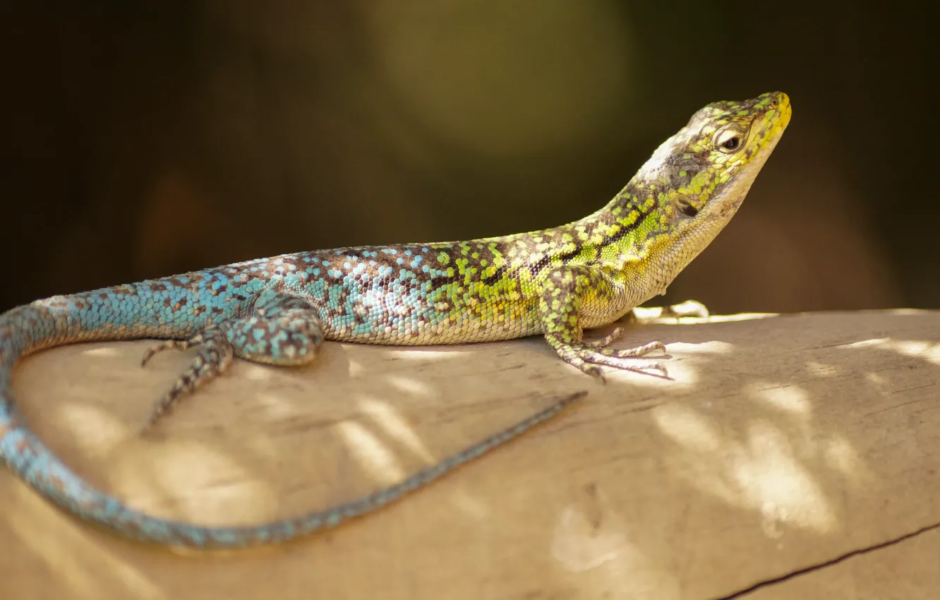 Photo wallpaper scales, lizard, amphibian