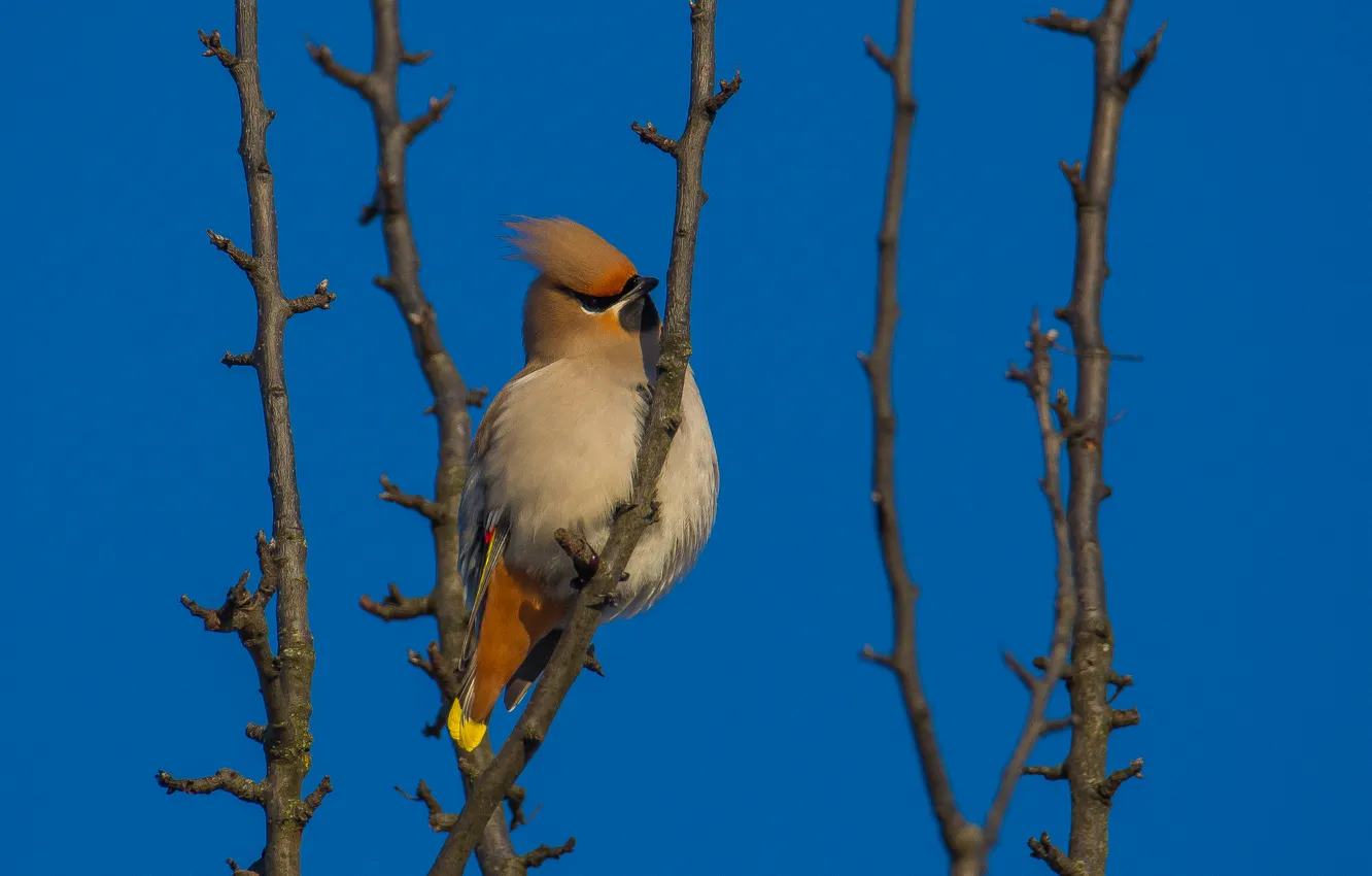 Photo wallpaper winter, bird, the Waxwing, photohunt