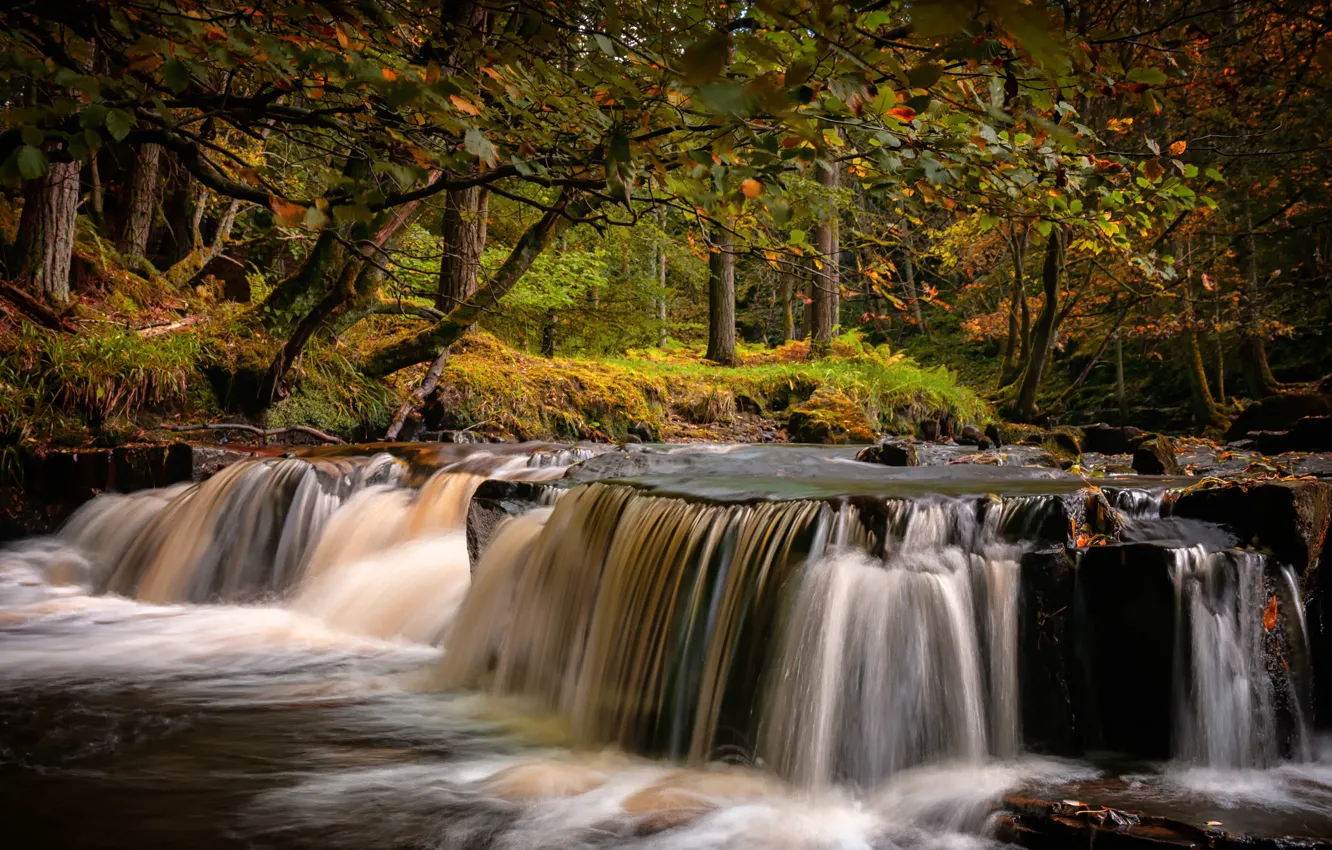 Photo wallpaper autumn, forest, trees, branches, Park, stream, stones, England