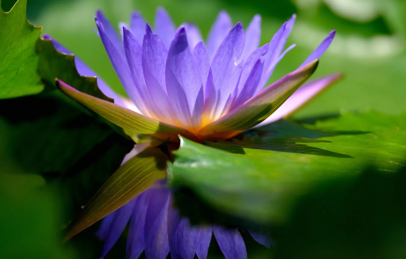 Photo wallpaper flower, pond, lilac, water Lily