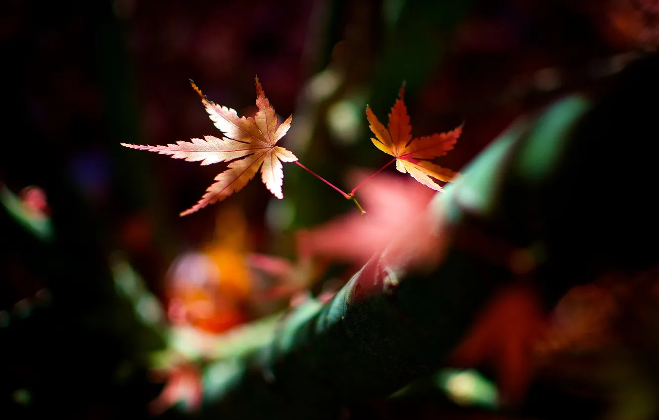 Photo wallpaper leaves, macro, nature