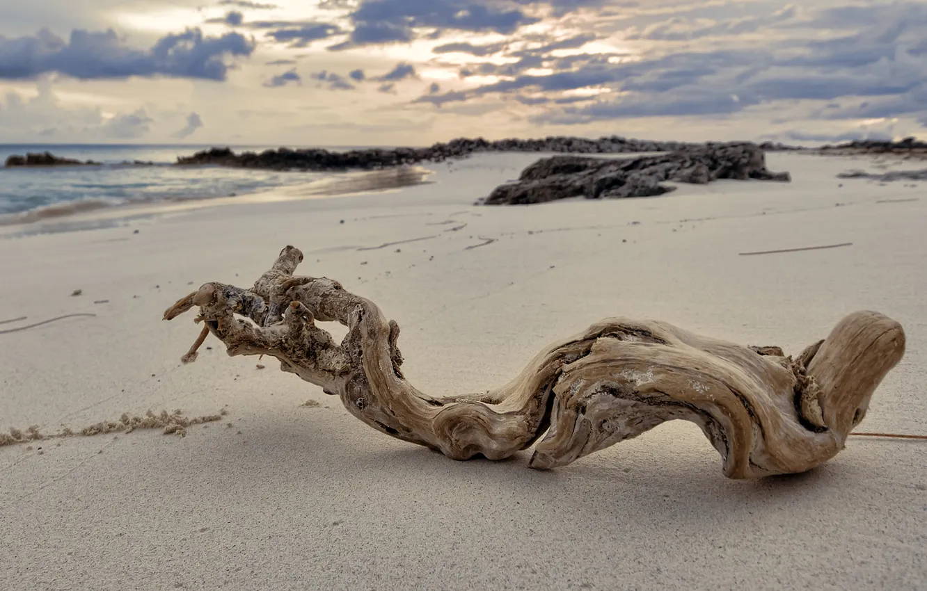 Photo wallpaper sand, sea, clouds, trees, stones, Dry, Koryak