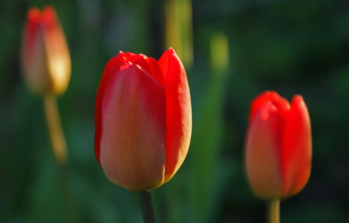 Photo wallpaper summer, flowers, tulips