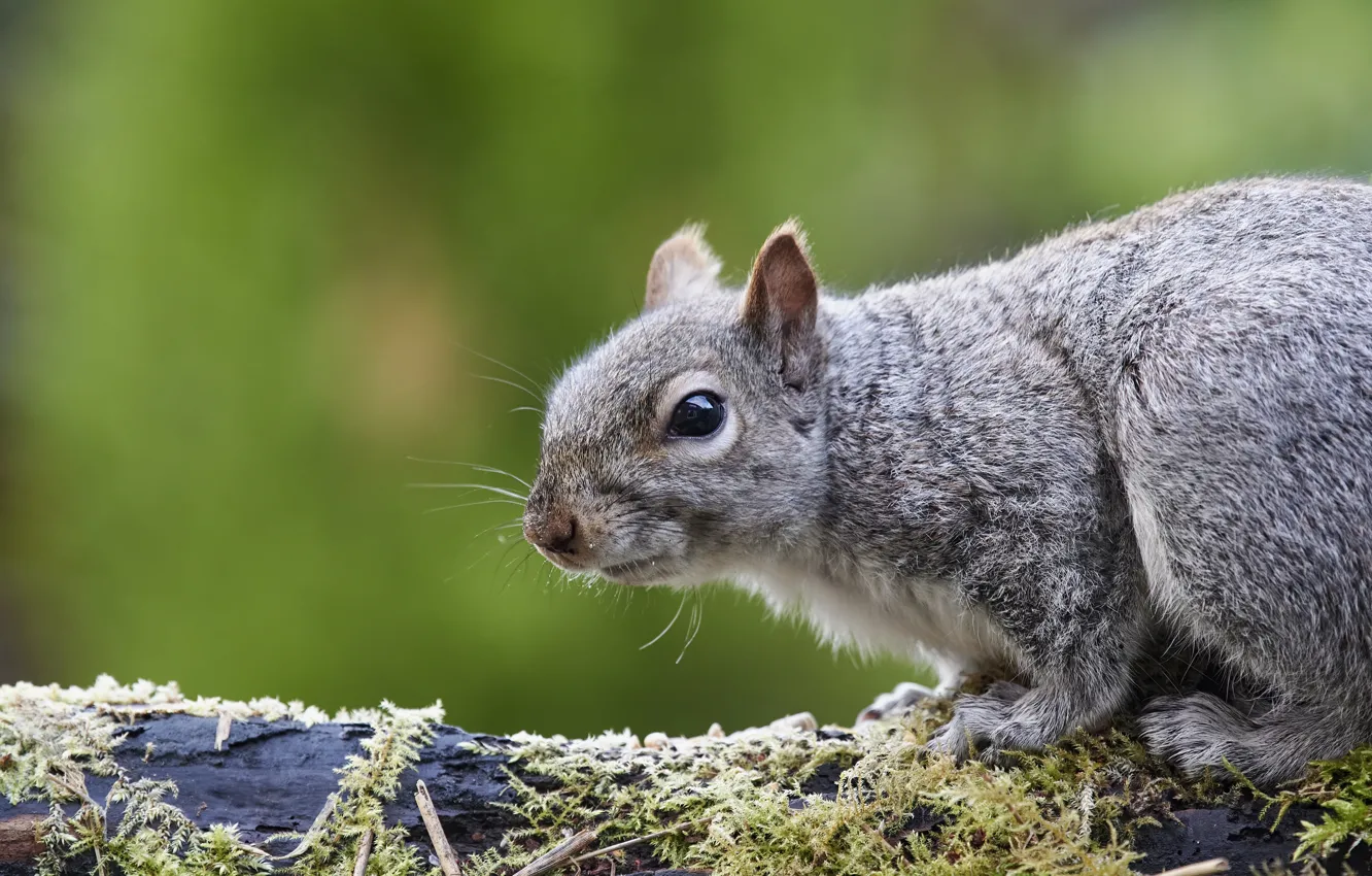 Photo wallpaper look, grey, moss, portrait, protein, log, face, green background