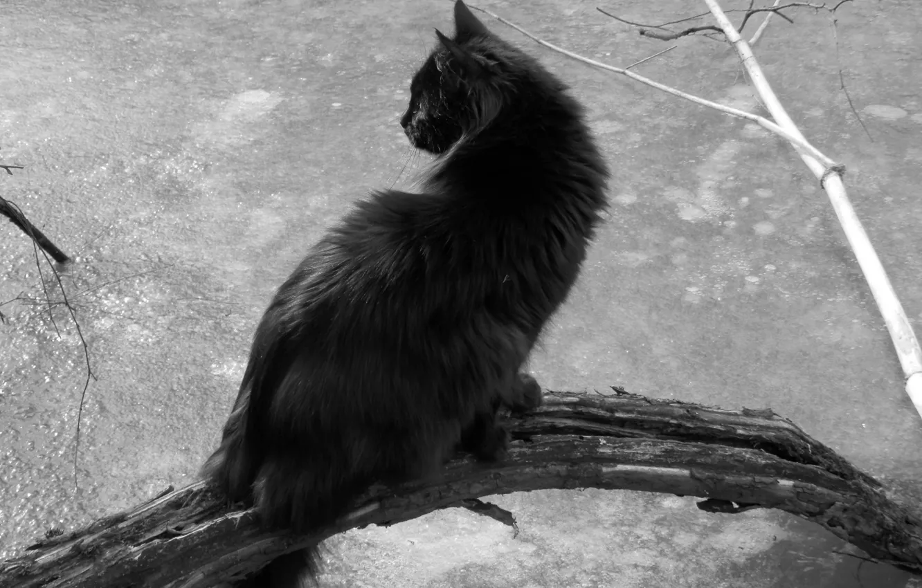 Photo wallpaper cat, nature, black, black and white, sitting