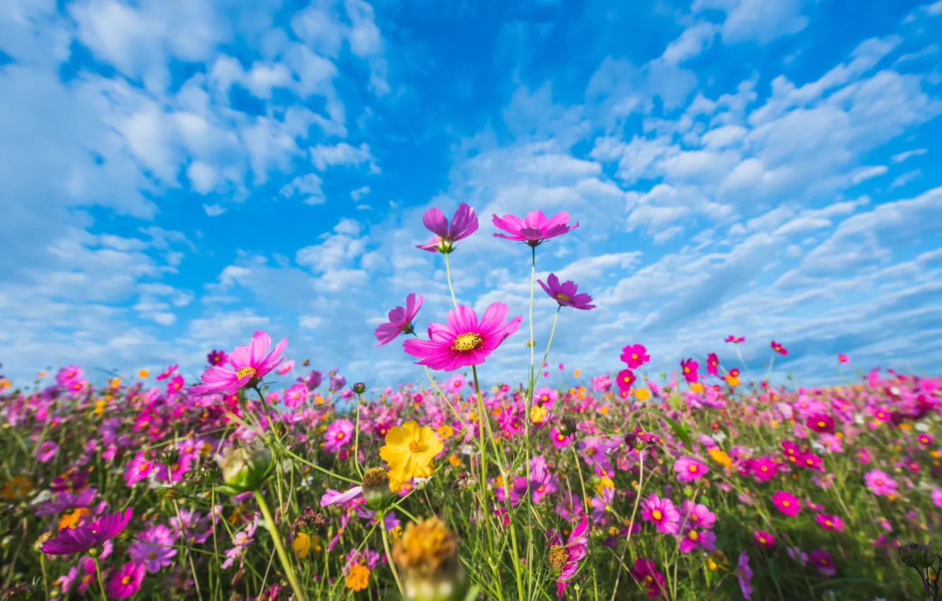 Photo wallpaper field, summer, the sky, the sun, flowers, colorful, meadow, summer
