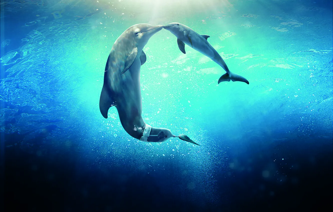 Photo wallpaper Dolphin, Sun, Water, Line, Wallpaper, Family, Ocean, Year