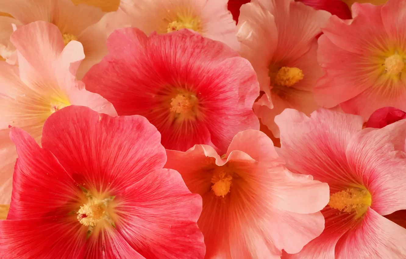 Photo wallpaper flower, blooming, hollyhocks