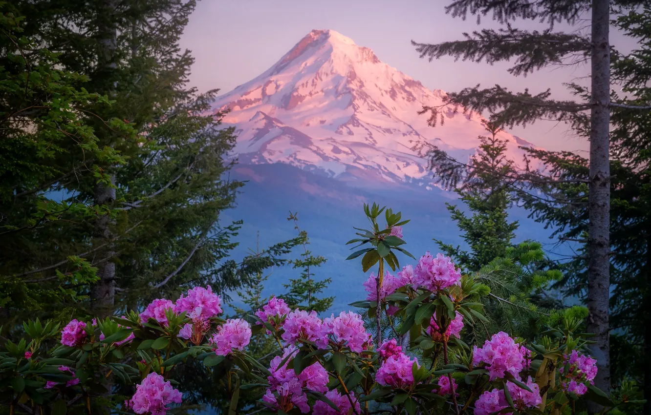 Photo wallpaper forest, flowers, mountains, mountain