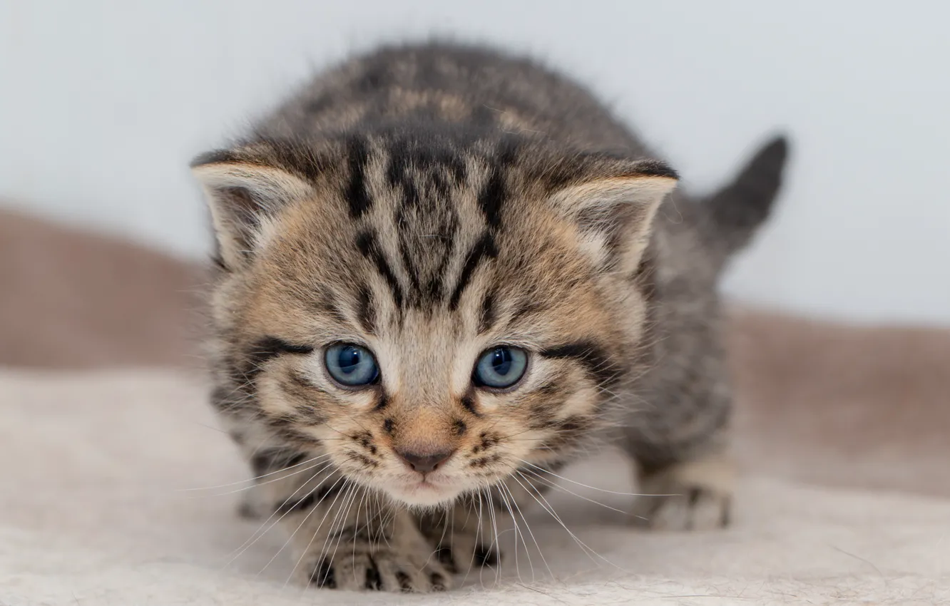 Photo wallpaper cat, look, pose, kitty, grey, baby, muzzle, kitty