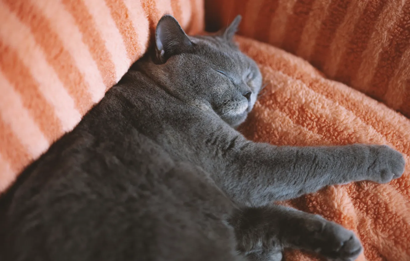 Photo wallpaper cat, cat, sofa, sleeping, lies, British, thick, chubby