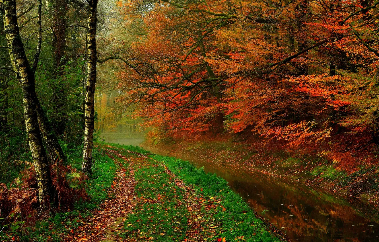 Photo wallpaper autumn, forest, leaves, water, trees, nature, river, hdr