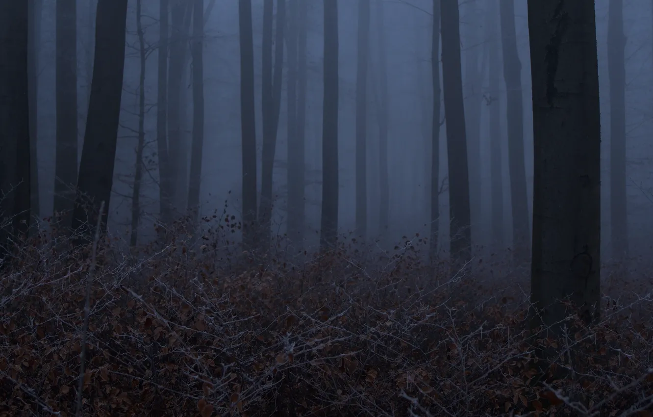 Photo wallpaper forest, trees, night, nature, fog, twilight, Niklas Hamisch
