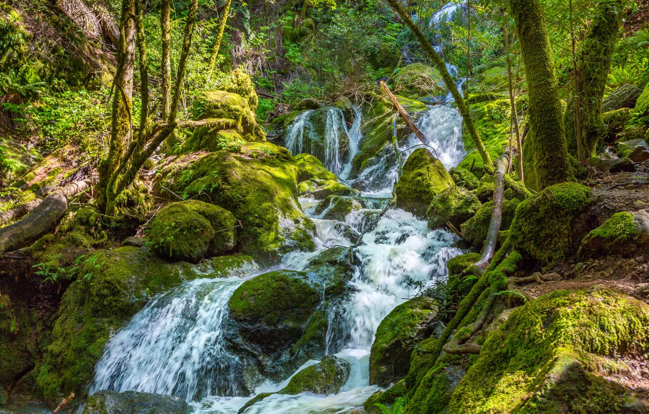 Photo wallpaper forest, trees, stream, stones, moss, stream