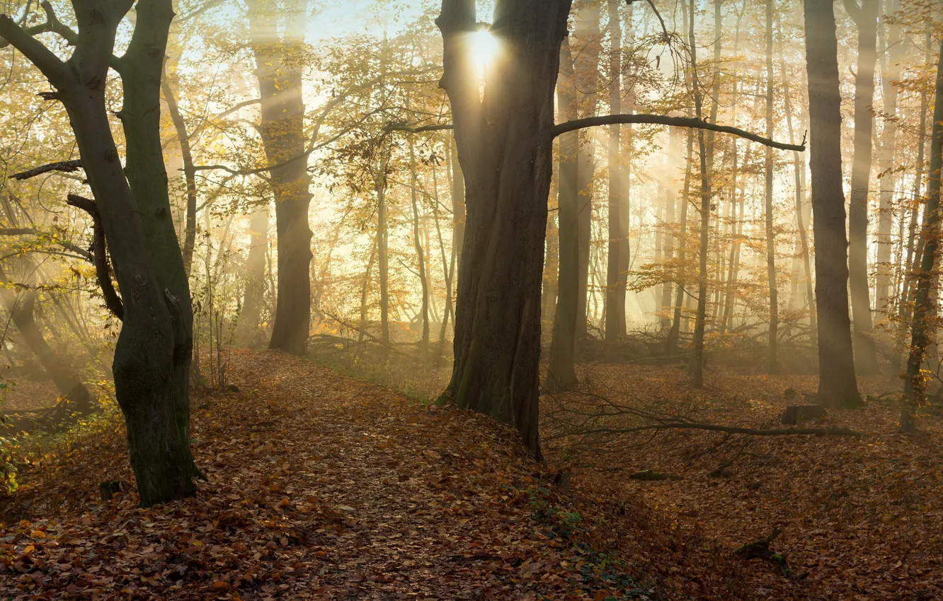 Photo wallpaper autumn, forest, the sun, rays, light, branches