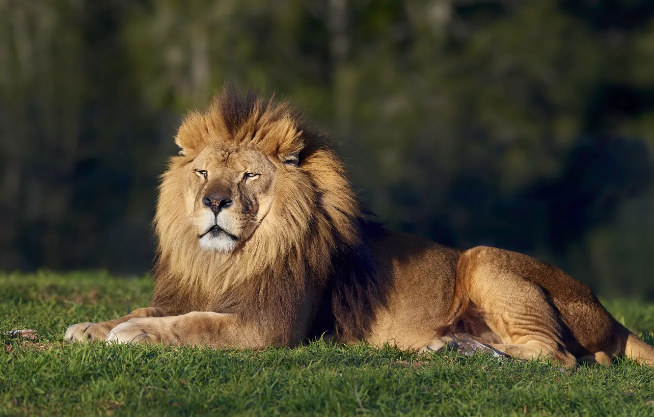 Photo wallpaper grass, stay, glade, Leo, lies