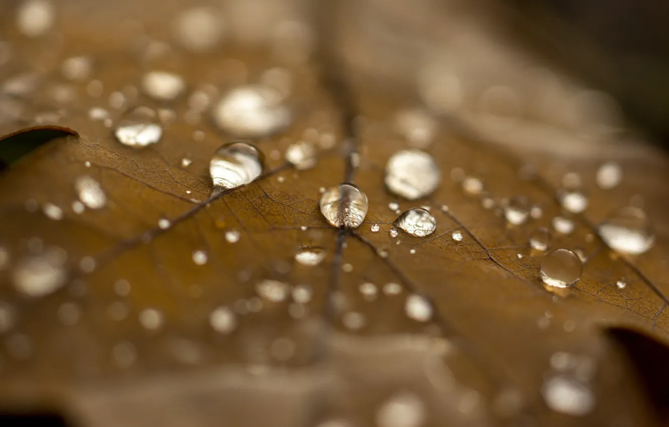Photo wallpaper autumn, leaves, drops, rain, oak