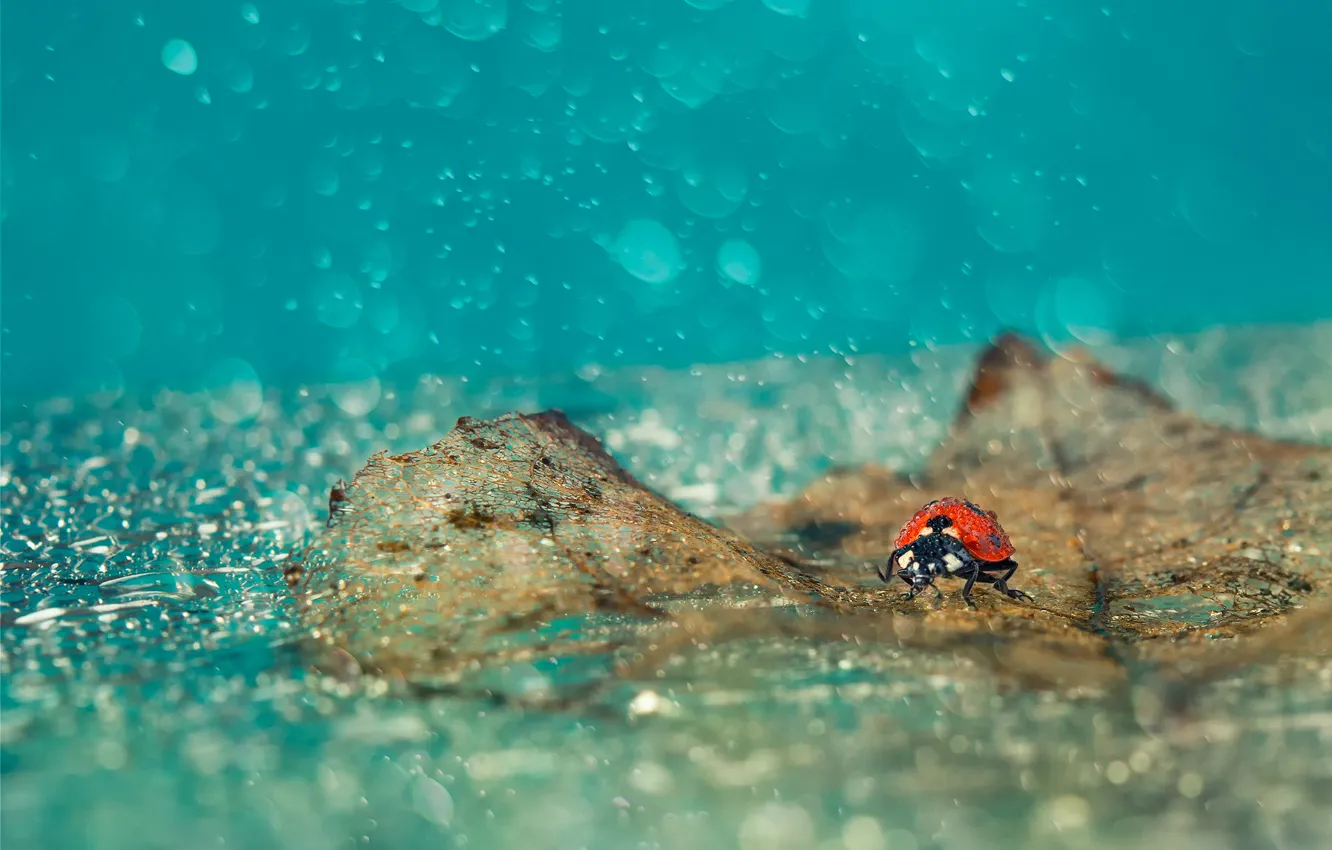Photo wallpaper leaves, drops, rain, ladybug, fallen
