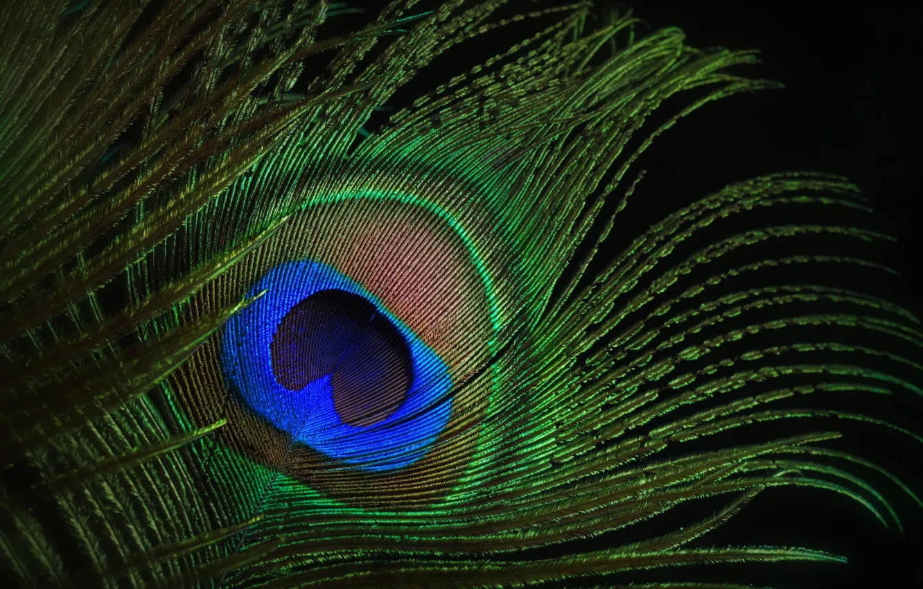 Photo wallpaper macro, pen, peacock, color
