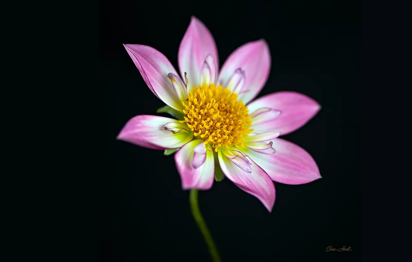 Photo wallpaper macro, background, flowers, dahlias