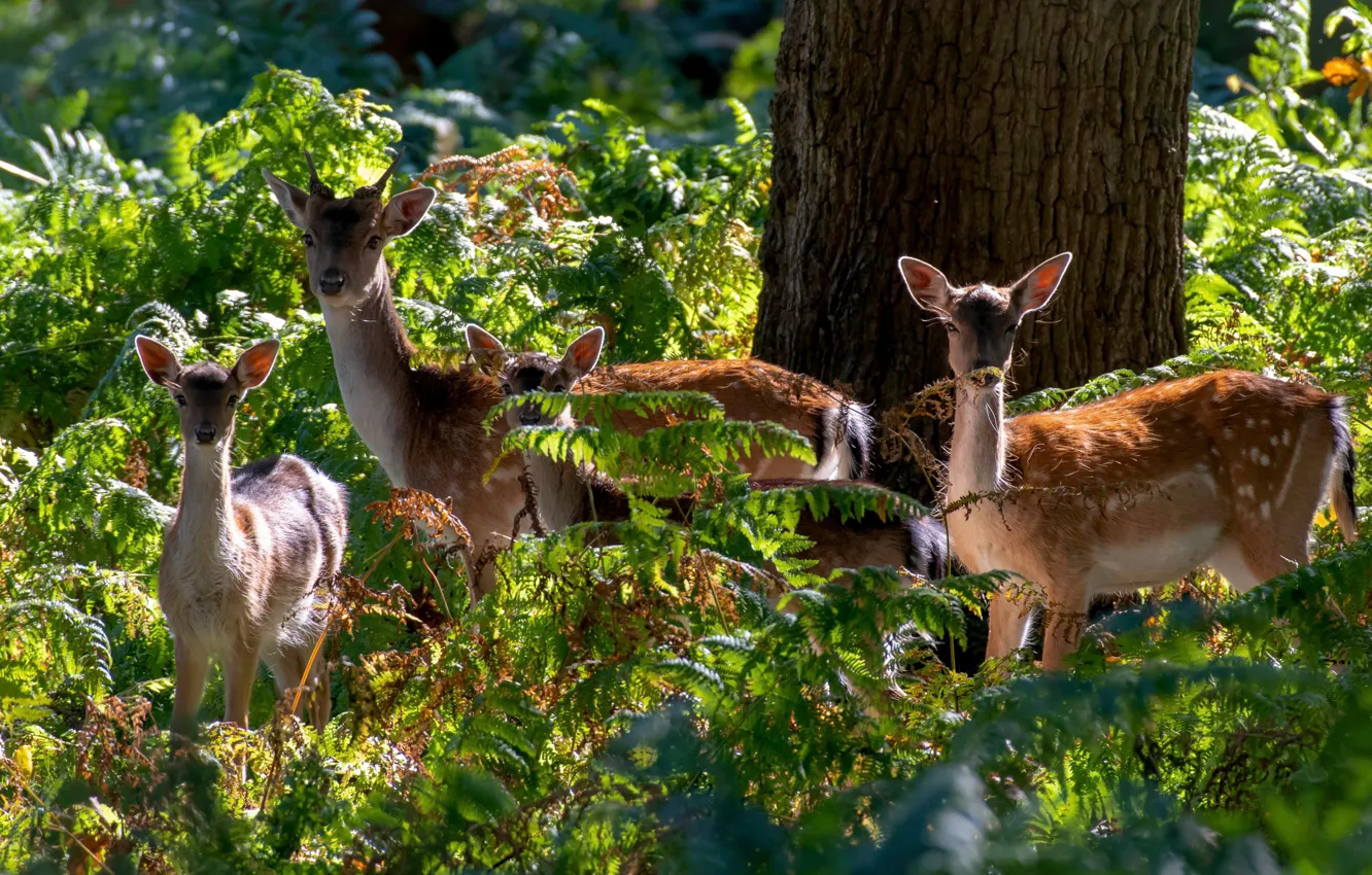 Photo wallpaper forest, light, tree, thickets, family, deer, fawn, fern