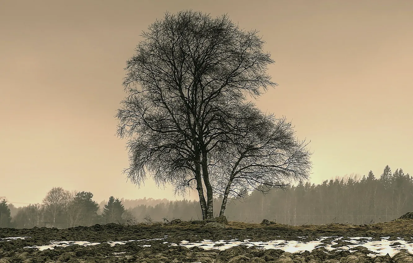 Photo wallpaper field, trees, landscape