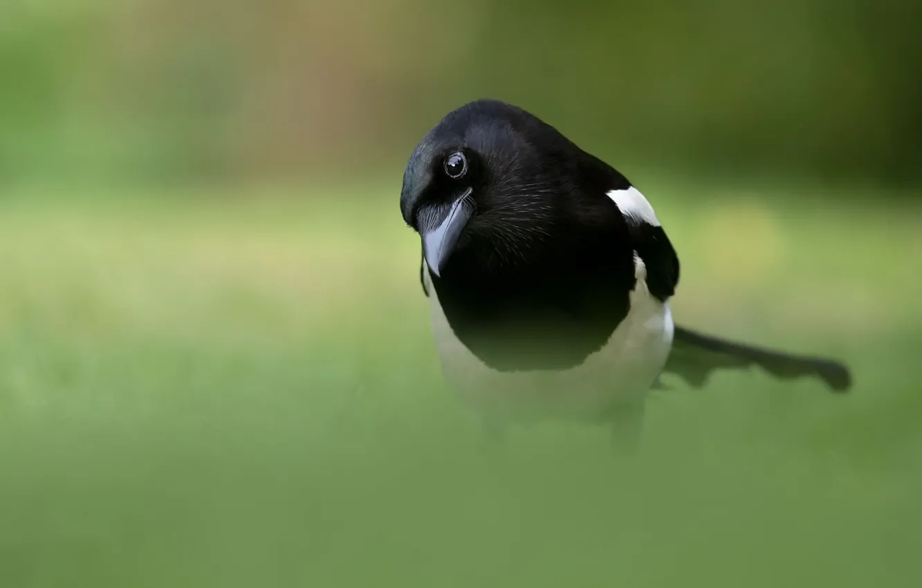 Wallpaper LOOK, BIRD, BEAK, magpie images for desktop, section животные ...