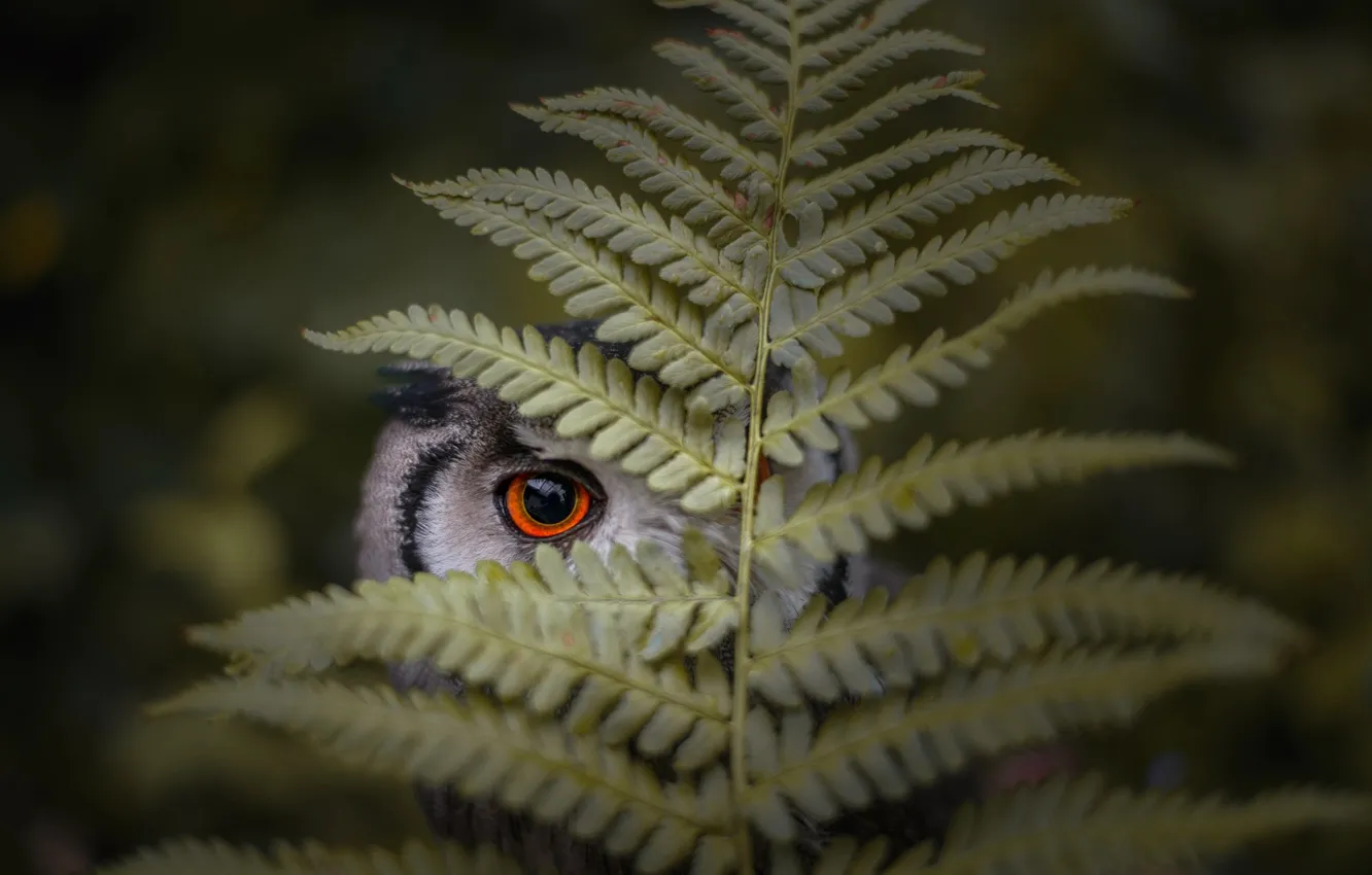 Photo wallpaper sheet, eyes, owl, bird, fern