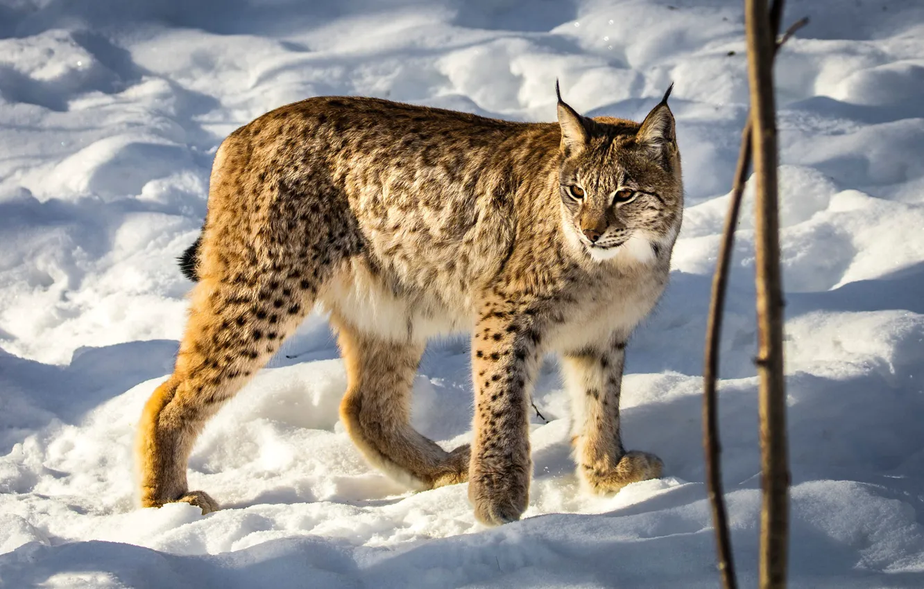 Photo wallpaper winter, look, light, snow, branches, nature, pose, shadow