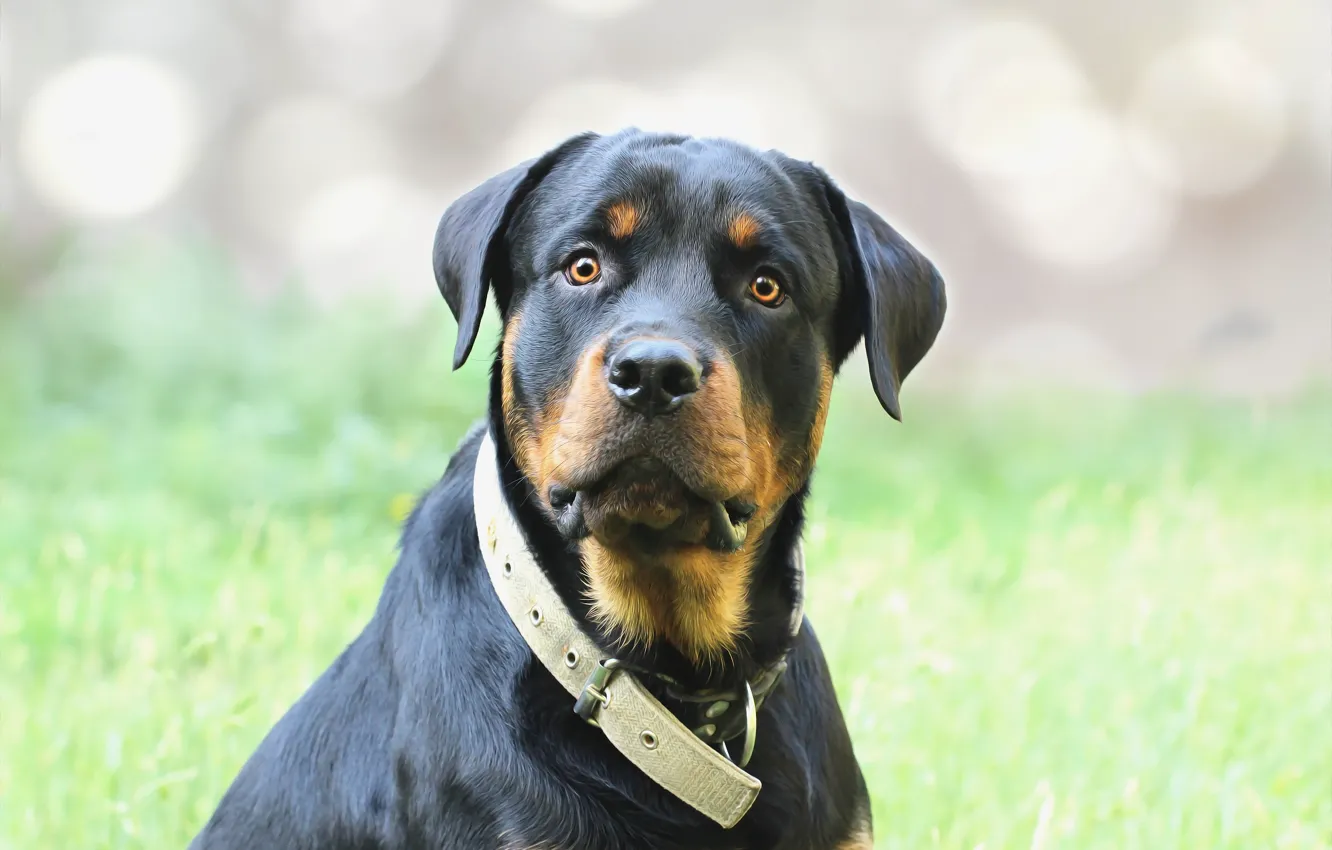 Photo wallpaper background, each, dog